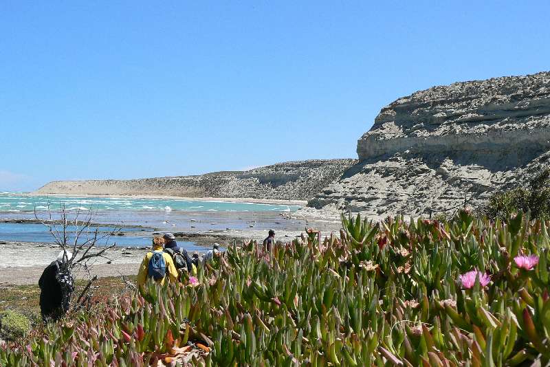 05 Elefanti Marini a Punta Delgada